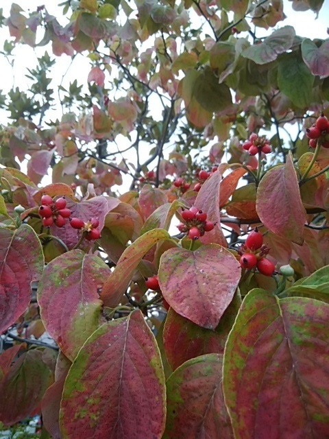 花水木 ハナミズキ の紅葉 南船北馬