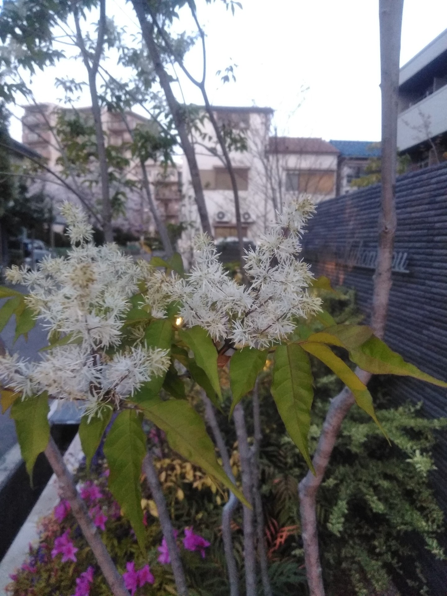 白い細かい木の花 南船北馬